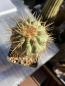 Preview: Copiapoa cinerea haseltoniana